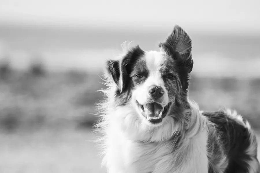 unsplash-alex-pasarelu-S8BW-Wx9G8I